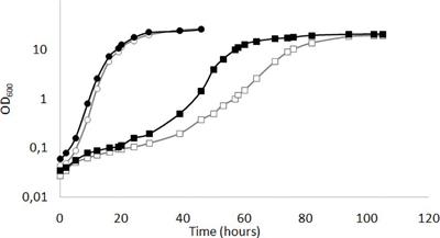 Light-Stress Response Mediated by the Transcription Factor KlMga2 in the Yeast Kluyveromyces lactis